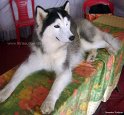 Siberian Husky copy